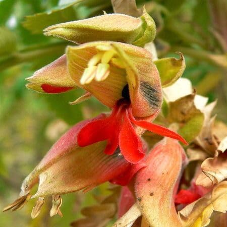 Melianthus comosus Flower Seeds