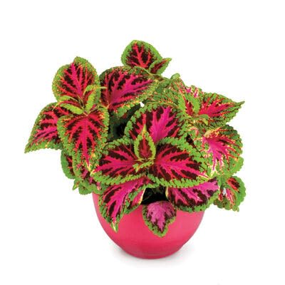 Pink Coleus Flowers Seed.