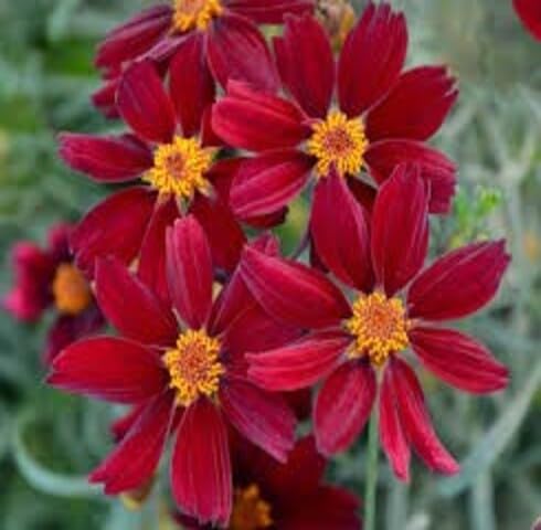 Red Coreopsis Flower Seeds