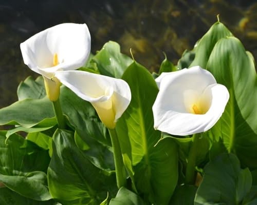 white callalilly flower seeds