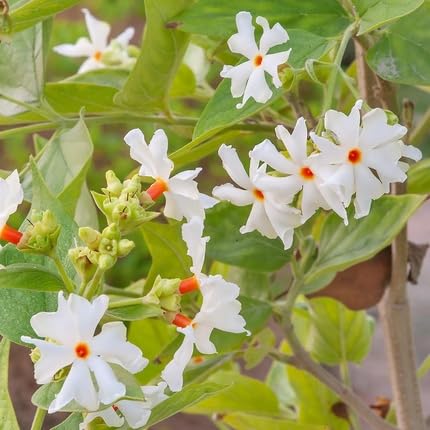 Harsingar Flower Seeds