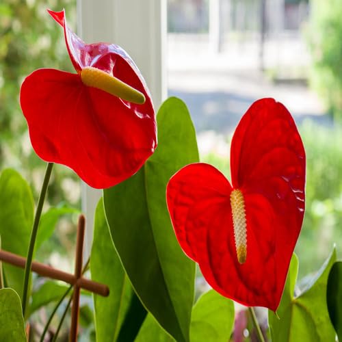 Red Giant Anthurium Flower Seeds
