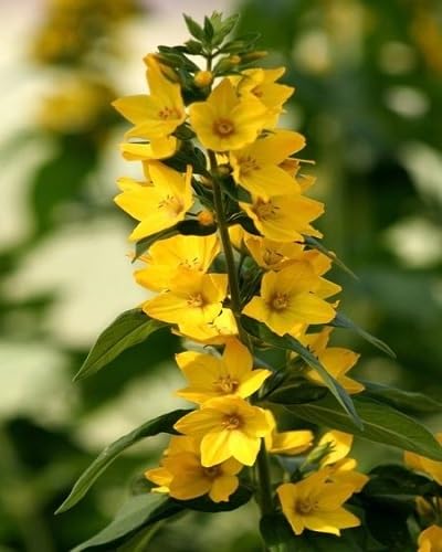 Yellow Delphinium Flower Seeds