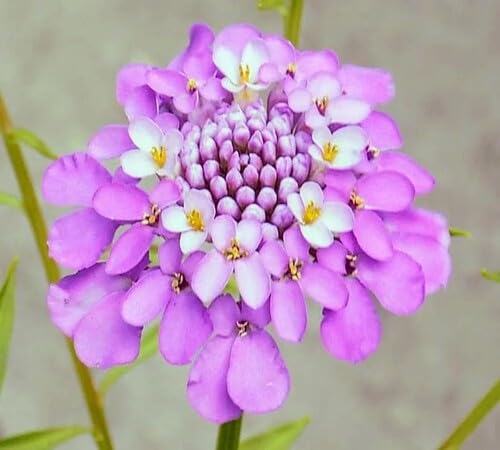 Lavender Candytuft Flower Seeds - Heirloom Non GMO High Germination Garden Planting Seeds