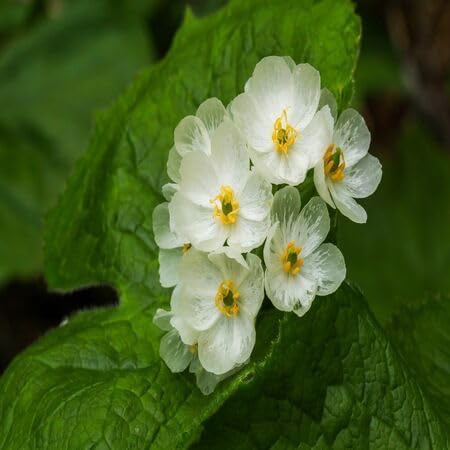 Skeleton Flowers Seeds