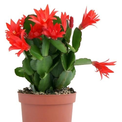 Red Rhipsalidopsis Flower Seeds