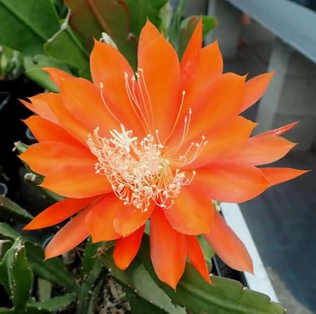 Orange Epiphyllum Flower Seeds