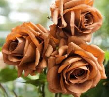 Giant Rose Flower Seeds