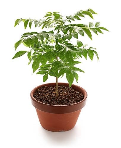 Curry Leaf vegetable seeds Green vegetable seeds for Home Gardening, Healthy Culinary Garden Variety for kitchen garden planting
