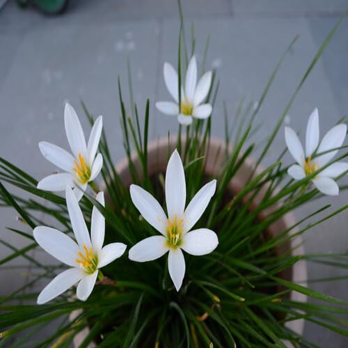 White ZEPHYRANTHES Flower Seeds