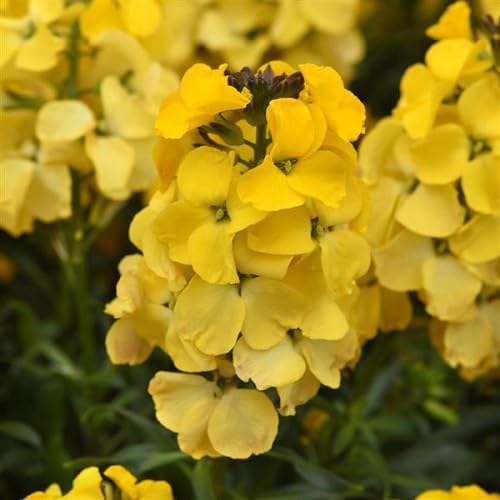 Yellow Erysimum Cheiri Flower Seeds