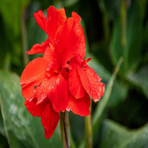 Red Canna Lily Flower Seeds