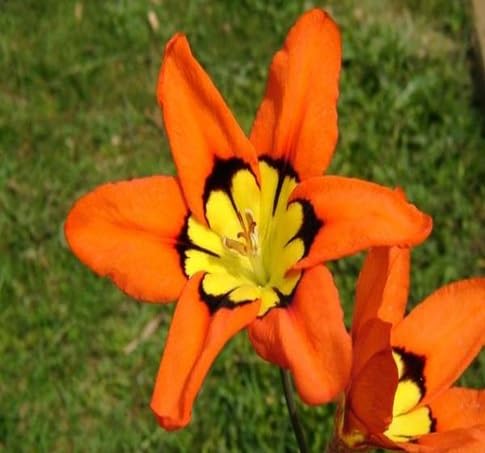 Sparaxis Flower Seeds