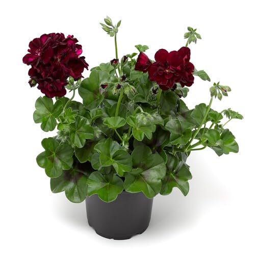 Maroon Geranium Flower Seeds