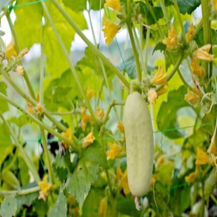Cucumber White vegetable seeds for Home Gardening, Nutritious Backyard Harvest Collection for kitchen garden planting