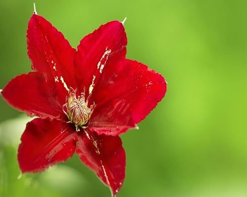 red climbing clematis flowers
