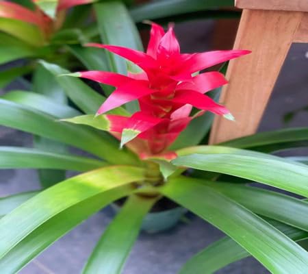 Pink Balsam Flower Seeds