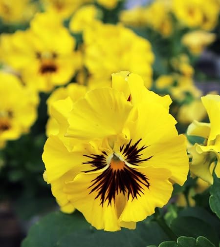 yellow pansy flower seeds
