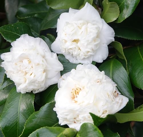 White Camellia Flower Seeds