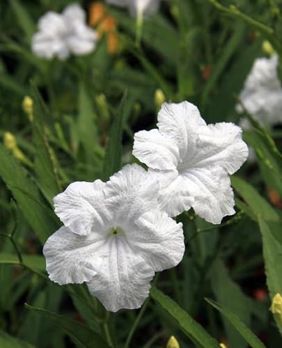 White Ruellia Tuberosa Flower Seeds