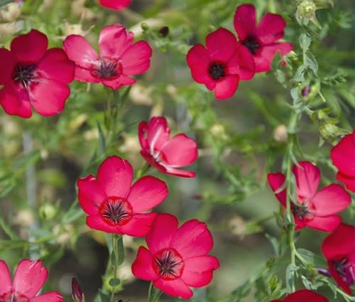 red linum grandiflorum flower