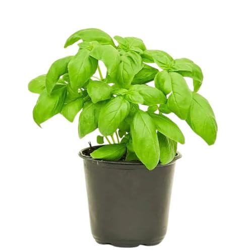 Basil Plant Seeds Green herb seeds - organic, fresh harvest garden seeds