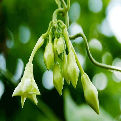lophospermum Flower Seeds