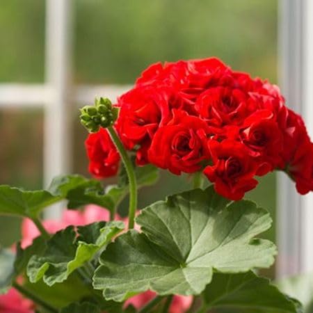 Red Rare Rosebud Geranium Flower Seeds