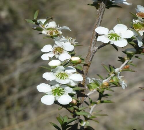 White Leptospermum Flower Seeds