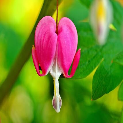 Pink Lamprocapnos Flower Seeds