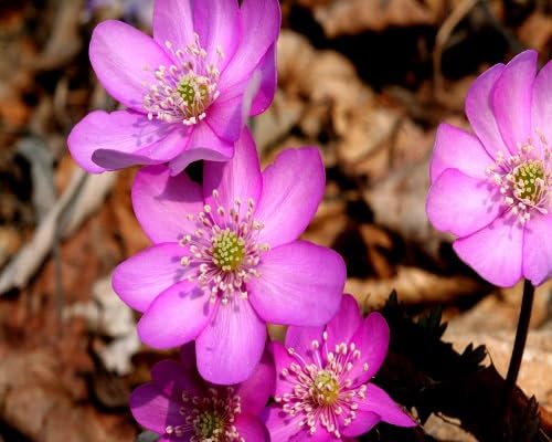 Hepatica Flower Seeds