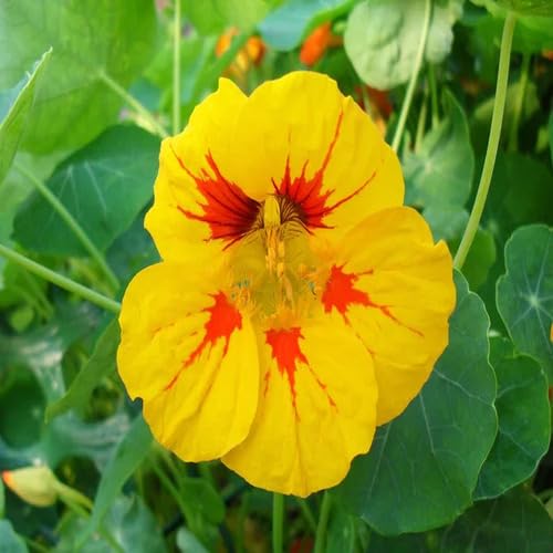 nasturtium flower orange yellow Fruit Seeds organic garden seeds