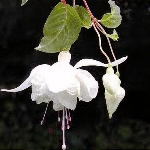 white fuchsia flower seeds