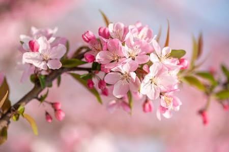 pink blossom flower seeds