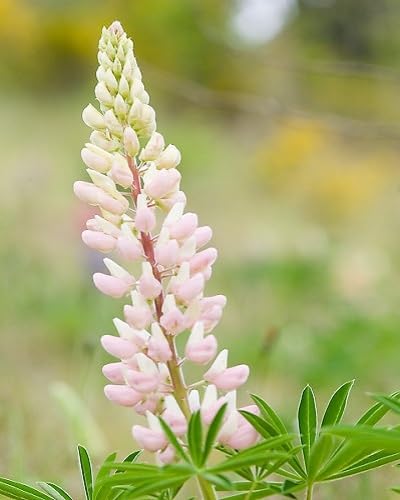white lupinus flower seeds