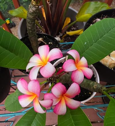 Pink Pumeria Flower Seeds