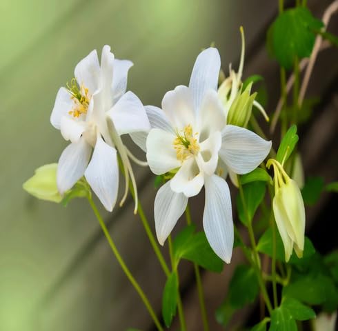 White Columbine Flower Seeds