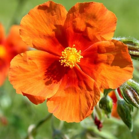 helianthemum Flower Seeds