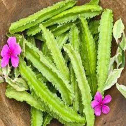 Winged Bean Green vegetable seeds for Home Gardening, Easy Grow Culinary Garden Selection for kitchen garden planting
