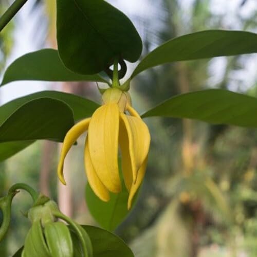 Yellow Cananga odorata Flower Seeds