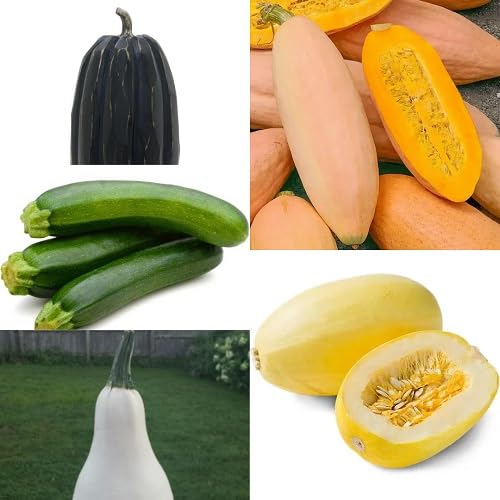 Mixed Squash vegetable seeds - Heirloom, Organic, Non Gmo Garden Seeds for kitchen garden planting