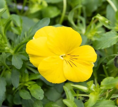 Yellow Pansy Flower Seeds