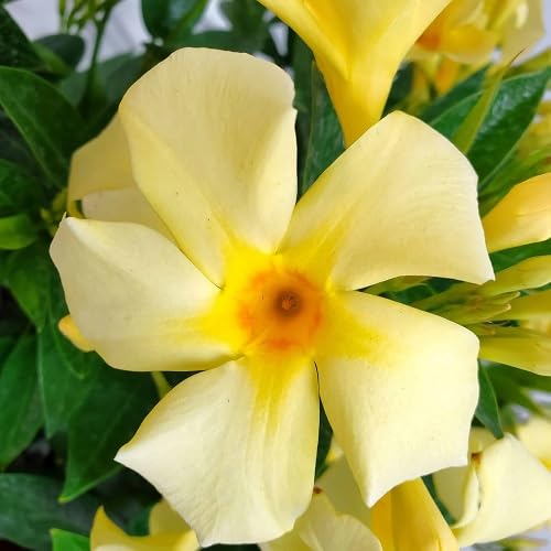 Yellow Dipladenia Flower Seeds