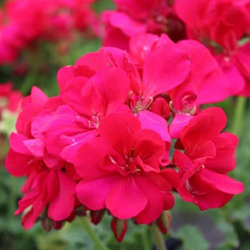 Geraniums Flower Seeds