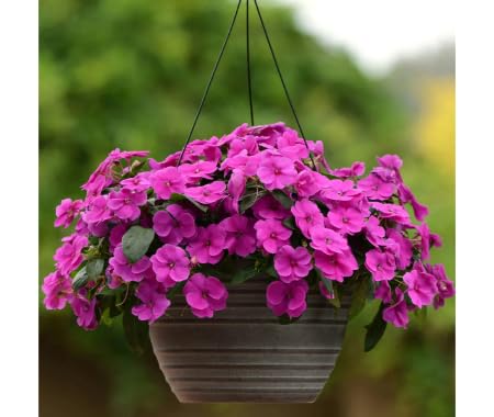 Purple Impatiens Flower Seeds