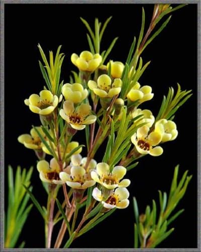 Yellow Geraldton Wax Flower Seeds