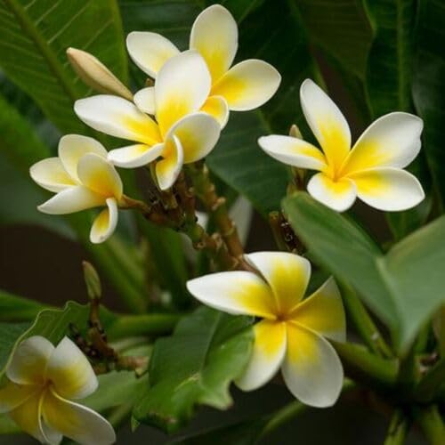 Yellow Plumeria Flower Seeds