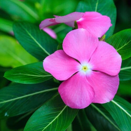 Pink Catharanthus Flower Seeds
