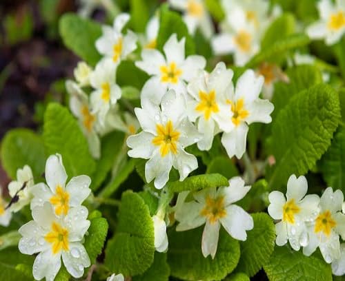 White Primula Flower Seeds