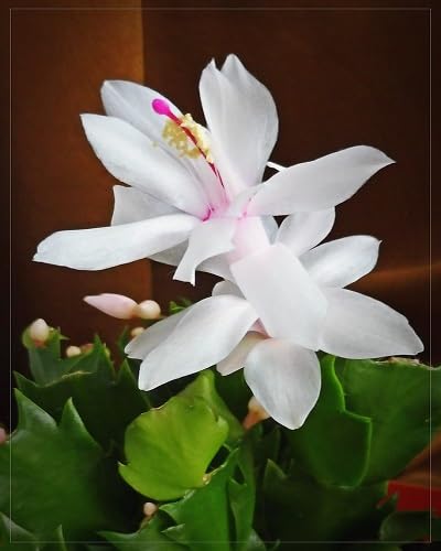 White Schlumbera Flowers Seeds